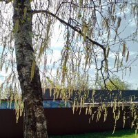 *** :: Валентина Береснева