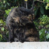 *** :: Oleg4618 Шутченко *** :: Oleg4618 Шутченко