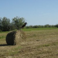 Коршун :: Anna Ivanova