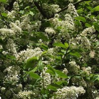 Черёмуха :: Freddy 97