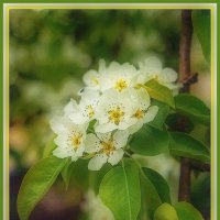 Цветение :: Владимир Кроливец