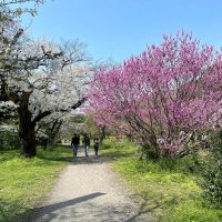 В токийском парке :: Елена 