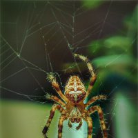 Ж :: AZ east3 Ж :: AZ east3