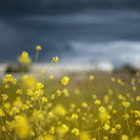 Май :: Яна Горбунова