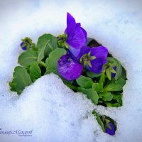 "Майские цветы"© :: Владимир Макаров "Майские цветы"© :: Владимир Макаров