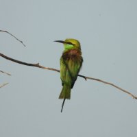 Щ :: Конрад Карлович Михельсон