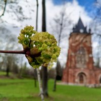 Клён :: Сапсан 