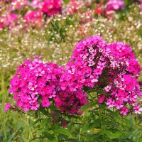 они на радость нам даны :: Олег Лукьянов