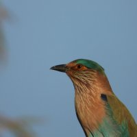 Сизоворонка :: Конрад Карлович Михельсон