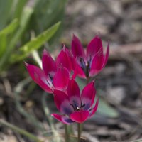 Тюльпанчики :: Светлана Тихонина