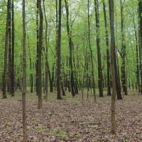 В весеннем лесу :: Дмитрий И_