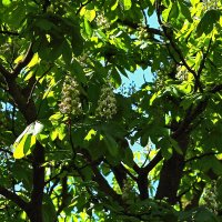 Каштан :: Юрий Гайворонскiий