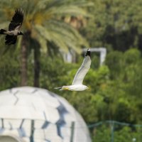 Атака. :: Alexander Amromin