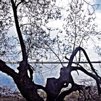 Май...Старый тальник на протоке Сырой Аган! :: Владимир 