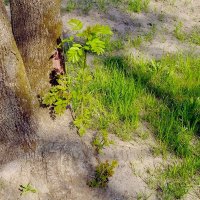 Новый ствол :: Фёдор Меркурьев
