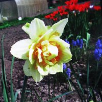 Красавчик :: Людмила Смородинская