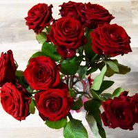 Розы. :: Наташа *****