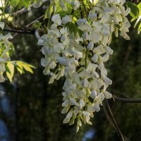 Глициния  белая :: Валентин Семчишин