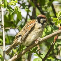 В окружении молодой листвы. :: Петр Беляков В окружении молодой листвы. :: Петр Беляков
