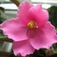 Фиалка :: Елена Семигина