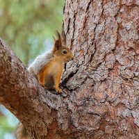 Белка :: Александр Синдерёв