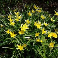 Тюльпан поздний :: Рита Симонова