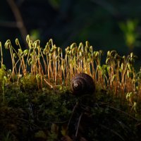 Мох фунария :: Дарья Меркулова Мох фунария :: Дарья Меркулова