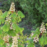 Первомайское цветение :: Сеня Белгородский