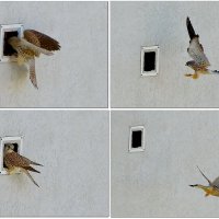 Семейные заботы :: Сеня Белгородский