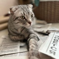 Знакомство с прессой. :: Ольга Довженко