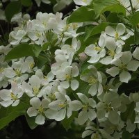 Яблоня в белых кудрявых цветах… :: Freddy 97 Яблоня в белых кудрявых цветах… :: Freddy 97