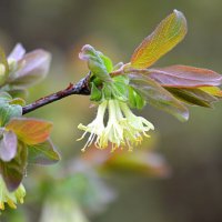 Жимолость цветёт :: Татьяна Лютаева Жимолость цветёт :: Татьяна Лютаева