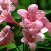 Вейгела :: Сергей Карачин Вейгела :: Сергей Карачин