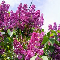 Сирень :: Татьяна Пальчикова