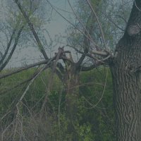 Старость не радость. :: Игорь Солдаткин