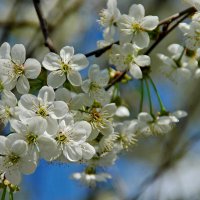 Вишни цвет :: Елена Пономарева