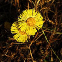 Май...Золотые монетки мать-и-мачехи! :: Владимир 