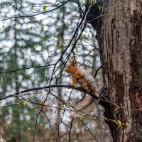 *** :: Дмитрий Лупандин