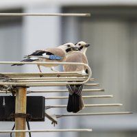 Сойки. :: Alexander Amromin Сойки. :: Alexander Amromin