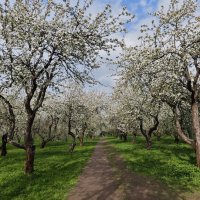 В яблоневом саду :: <<< Наташа >>>