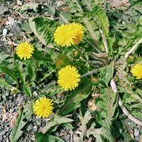 Одуванчики :: Андрей Хлопонин