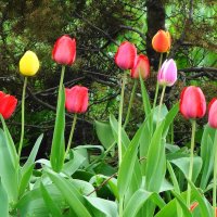 Тюльпаны :: Рита Симонова Тюльпаны :: Рита Симонова