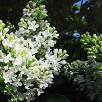 Белая сирень :: Людмила Смородинская