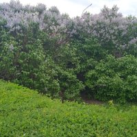 вот и май :: Елена Шаламова вот и май :: Елена Шаламова