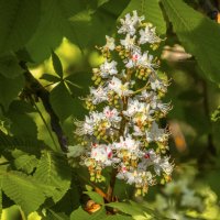 Каштан  цветёт :: Валентин Семчишин