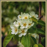 Весеннее :: Владимир Кроливец