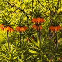 Яркие краски весны. :: Петр Беляков