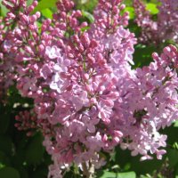 Сирень :: Елена Семигина