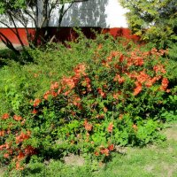 Краса газона. :: Ольга Довженко