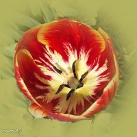 Тюльпан раскрылся... :: Freddy 97